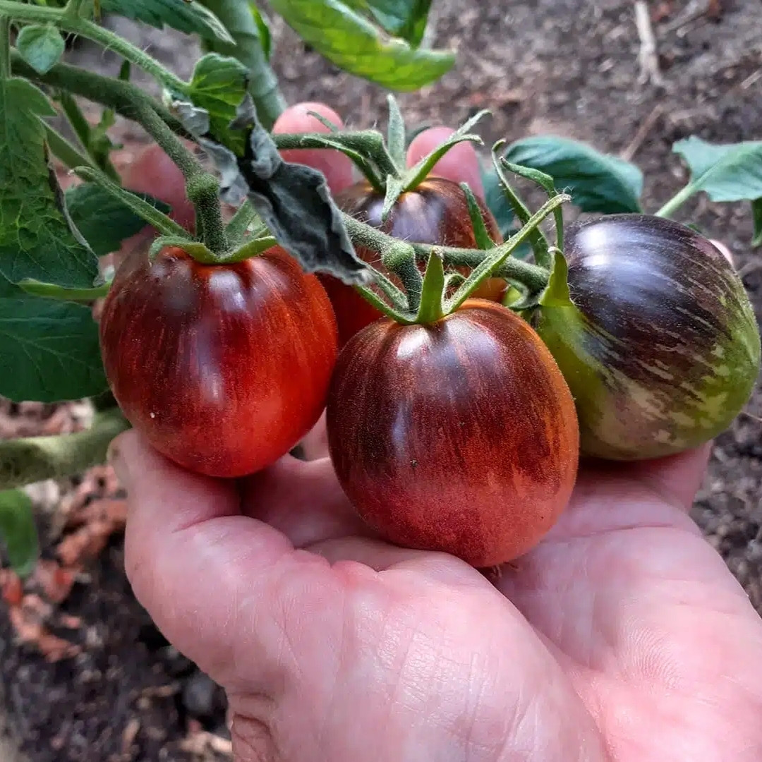 Tomato Seeds Damascus Steel Dwarf - 10