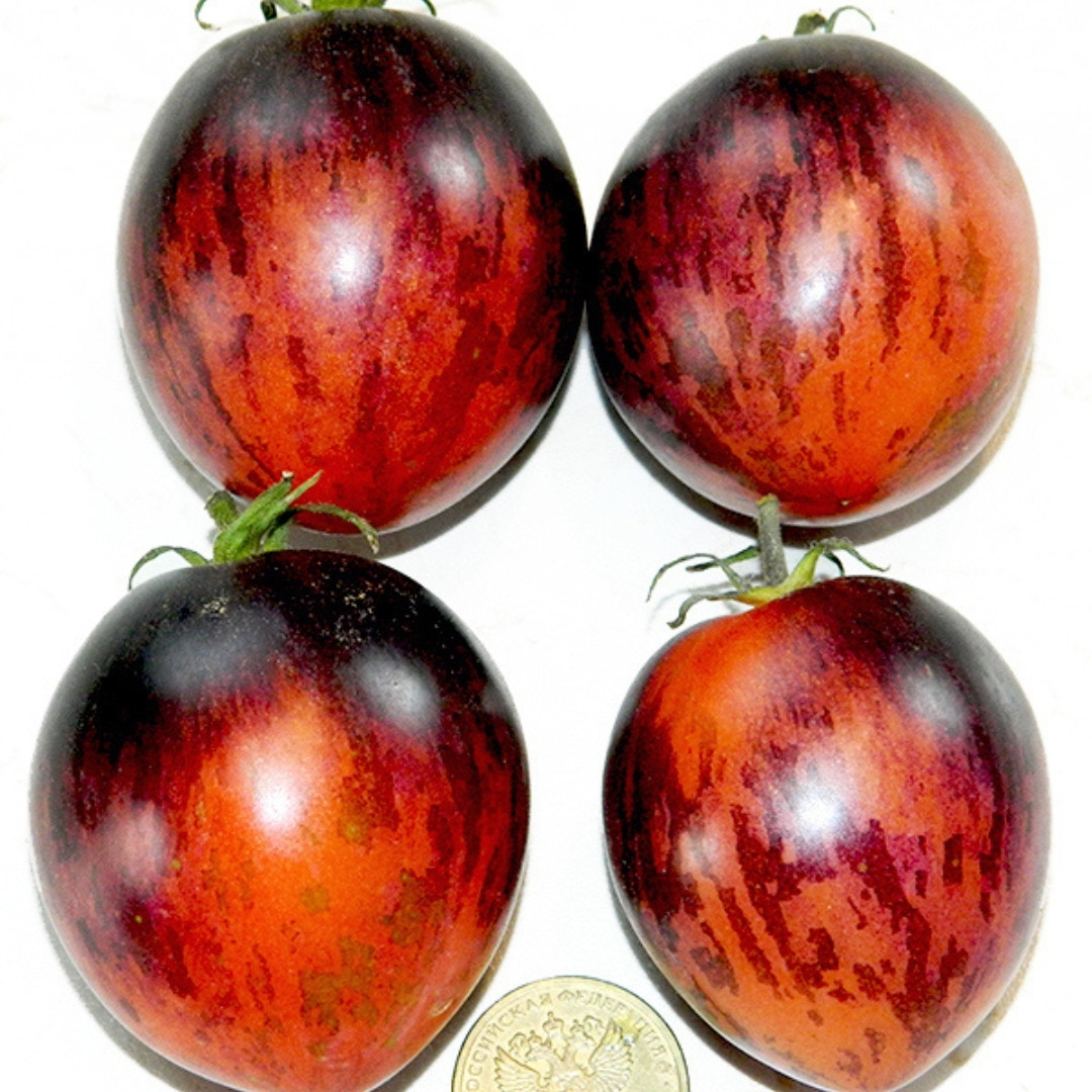Tomato Seeds Damascus Steel Dwarf - 10