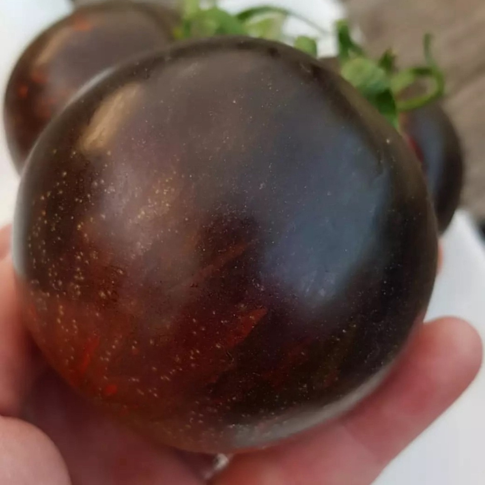 Tomato seeds Cosmic Eclipse - 10