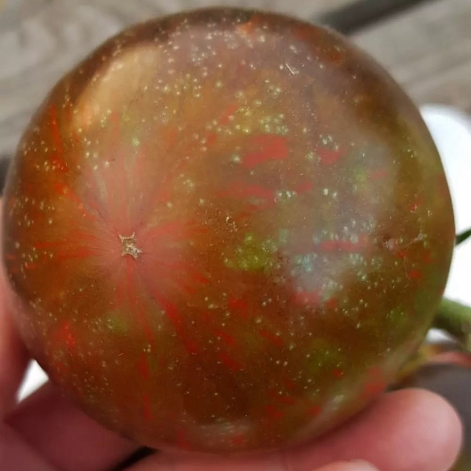 Tomato seeds Cosmic Eclipse - 10