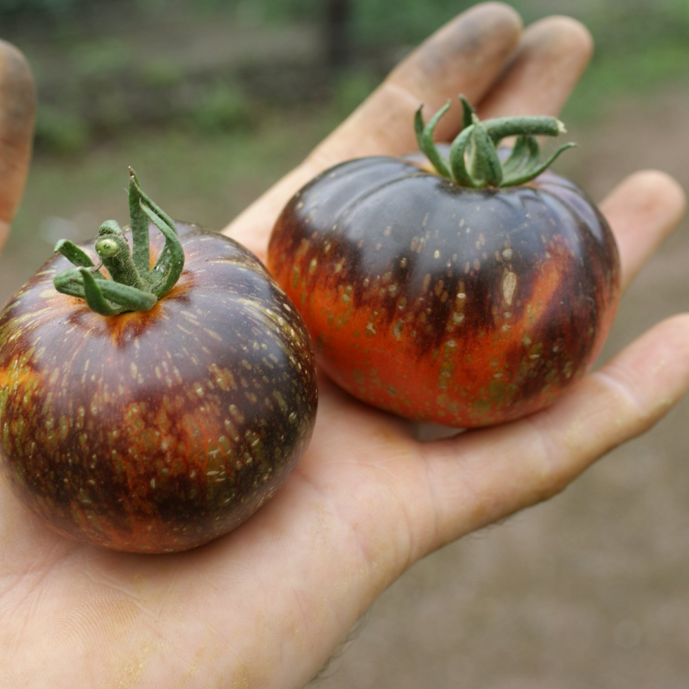 Tomato seeds Cosmic Eclipse - 10