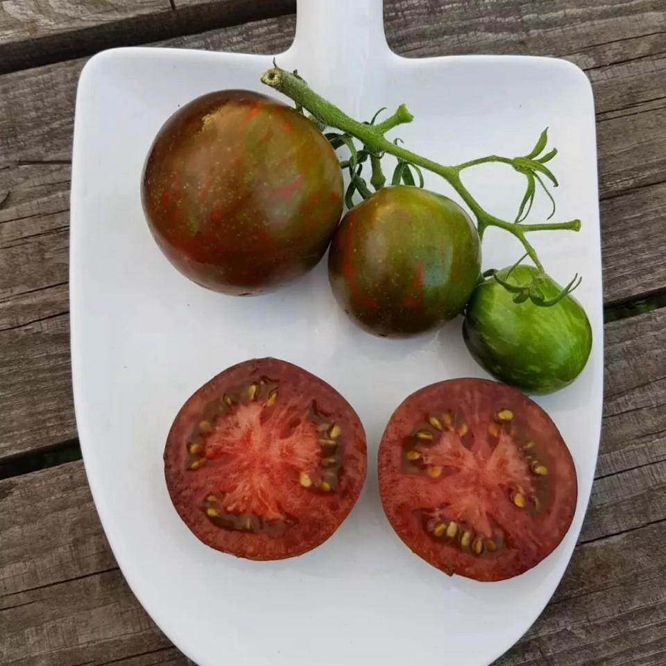 Tomato seeds Cosmic Eclipse - 10