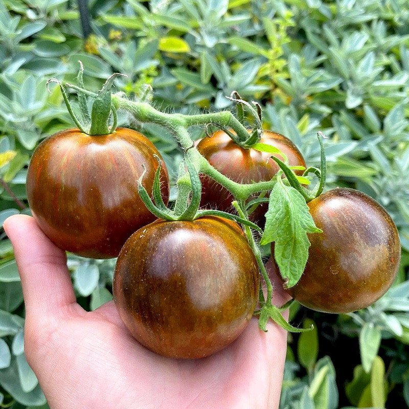 Tomato seeds Cosmic Eclipse - 10