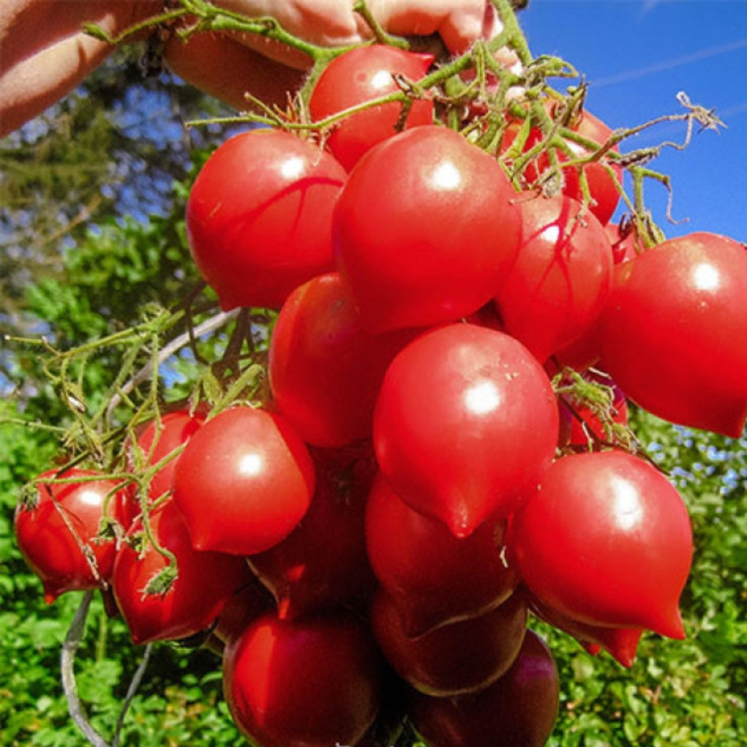 Tomato Seeds Hybrid Tarasenko - 10