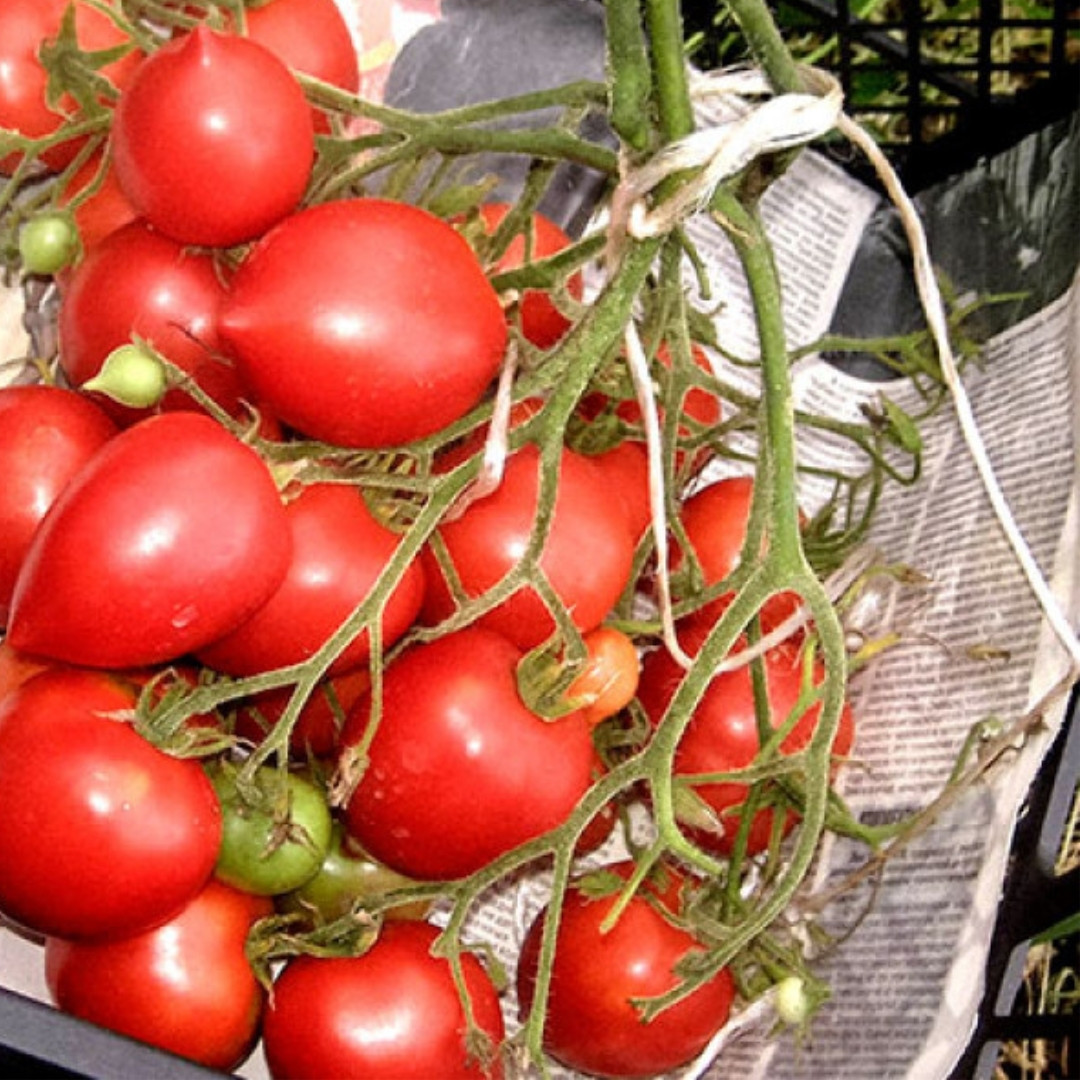 Tomato Seeds Hybrid Tarasenko - 10
