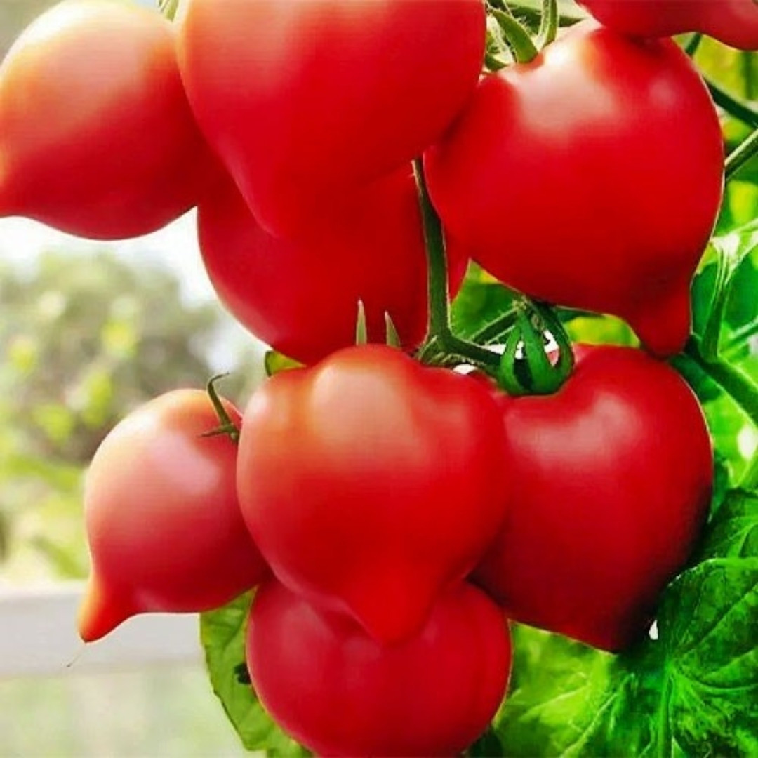 Tomato Seeds Hybrid Tarasenko - 10