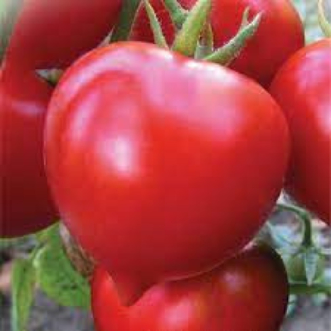 Tomato Seeds Hybrid Tarasenko - 10