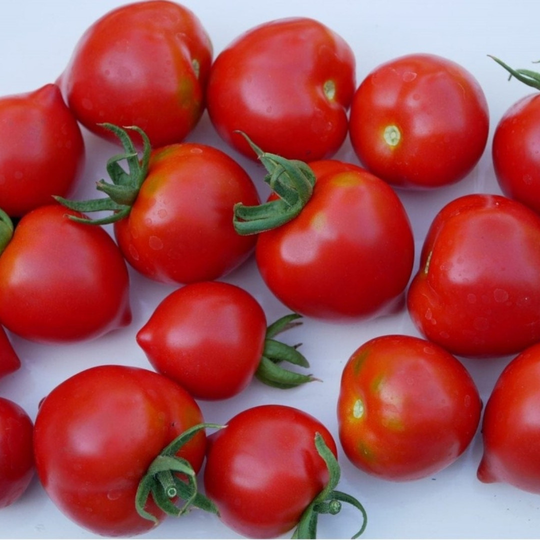 Tomato Seeds Hybrid Tarasenko - 10