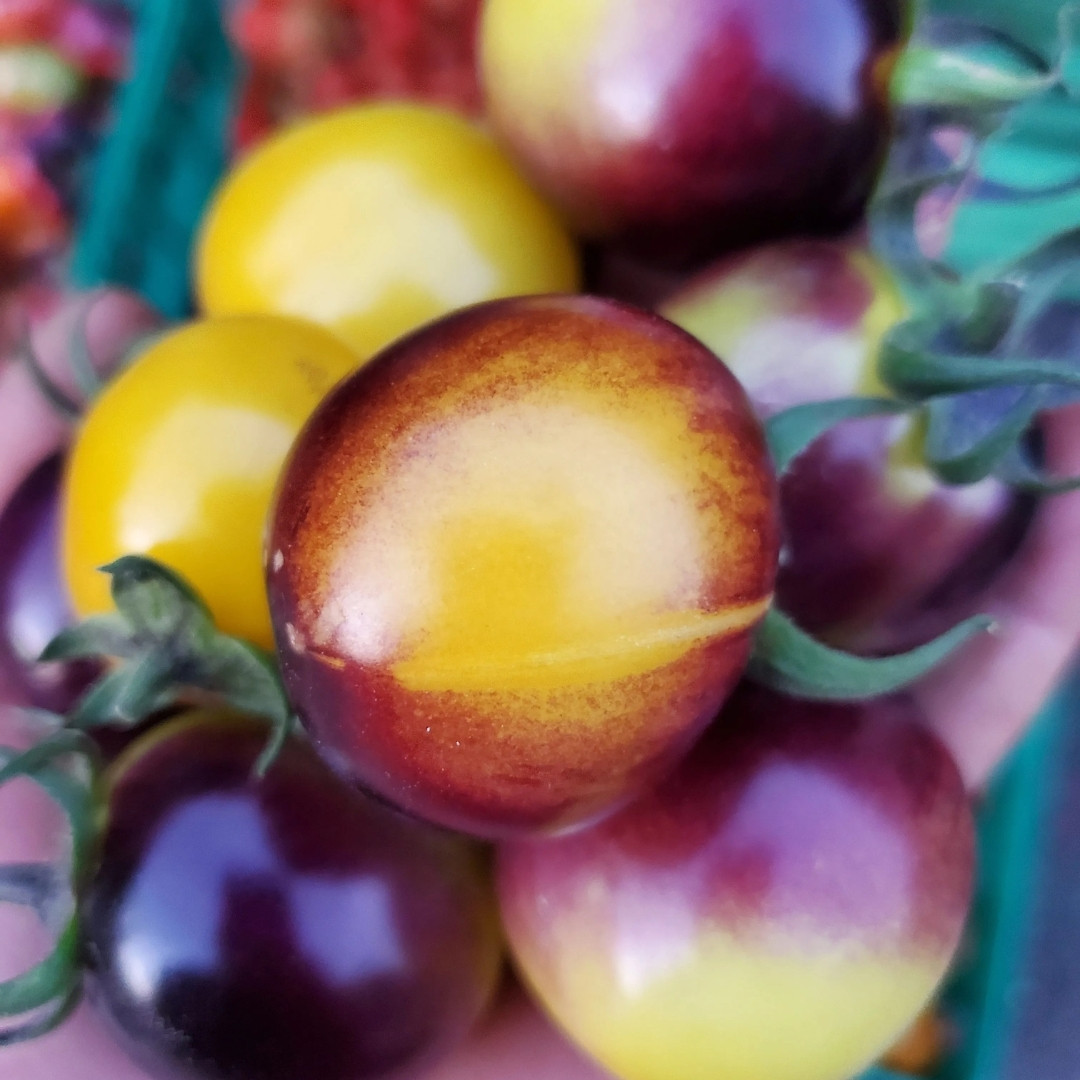 Tomato Seeds Bosque Blue Bumblebee - 10
