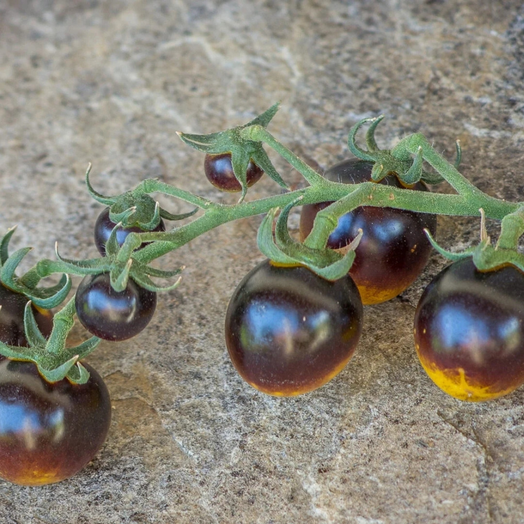 Tomato Seeds Bosque Blue Bumblebee - 10