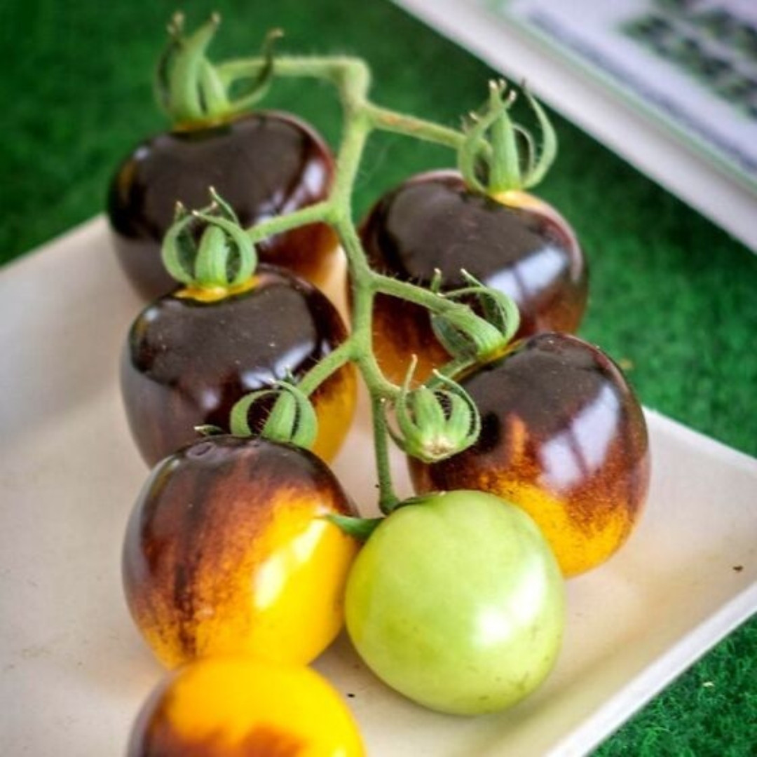 Tomato Seeds Bosque Blue Bumblebee - 10
