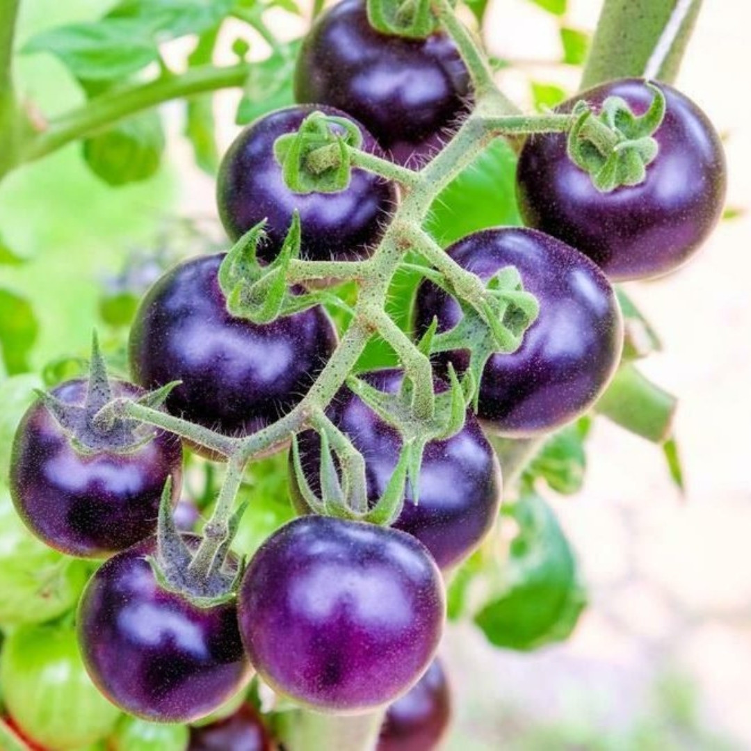 Tomato Seeds Bosque Blue Bumblebee - 10