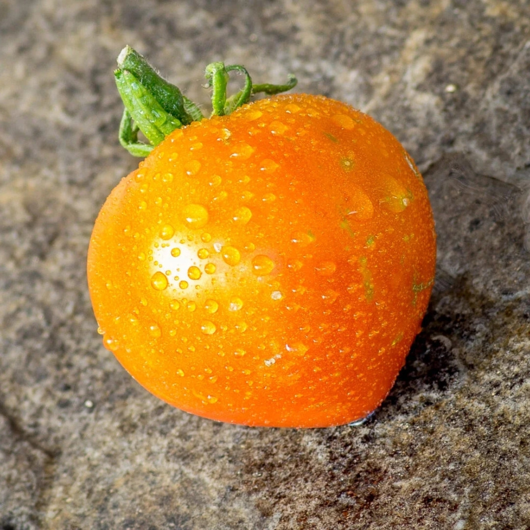 Tomato Seeds Gandalf - 10