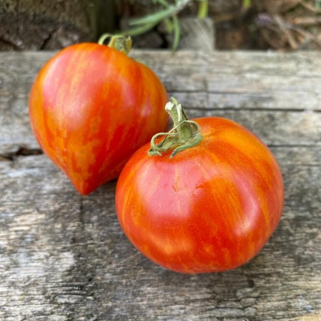 Tomato Seeds Gandalf - 10