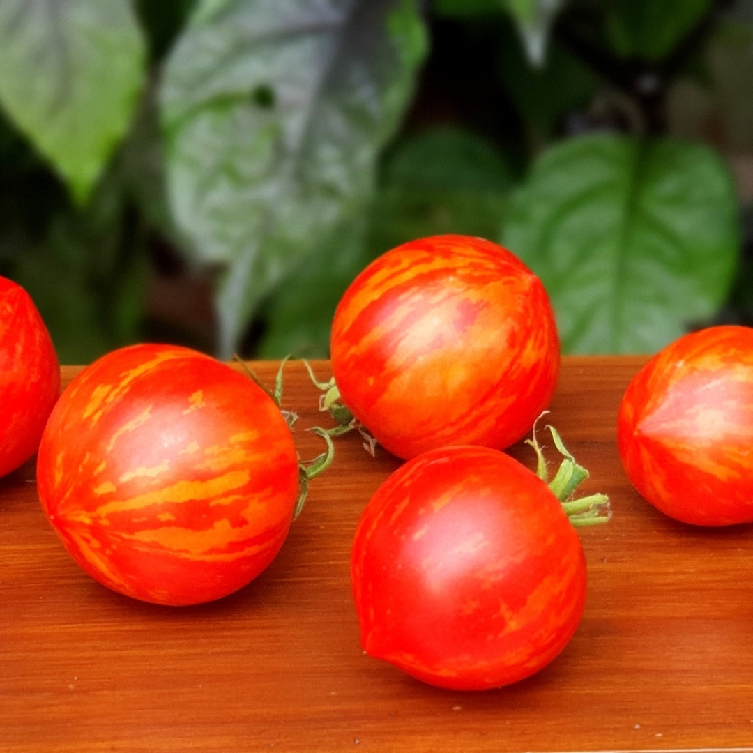 Tomato Seeds Gandalf - 10
