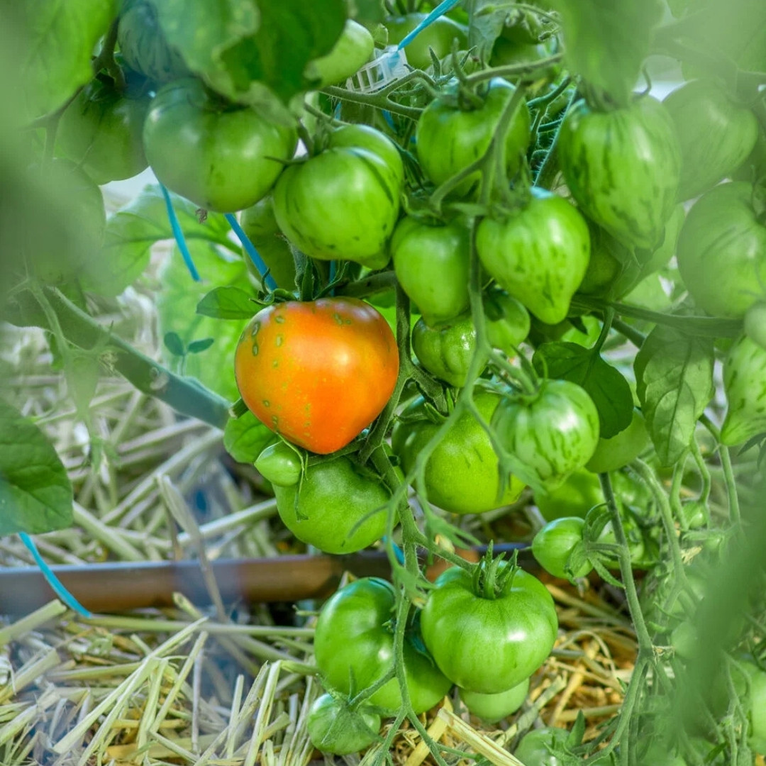 Tomato Seeds Gandalf - 10