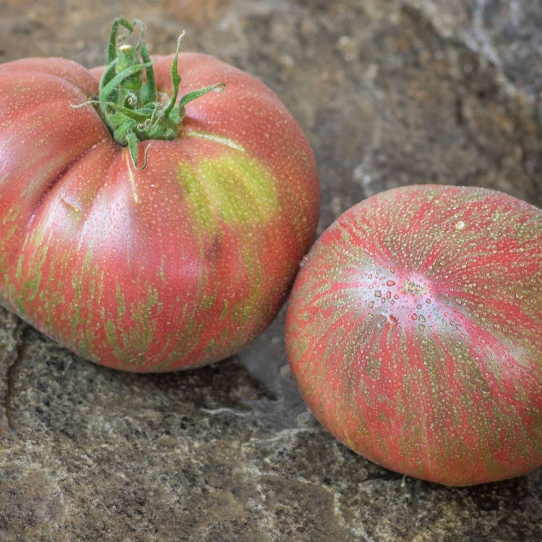 Tomato Seeds Kozula 125 - 10