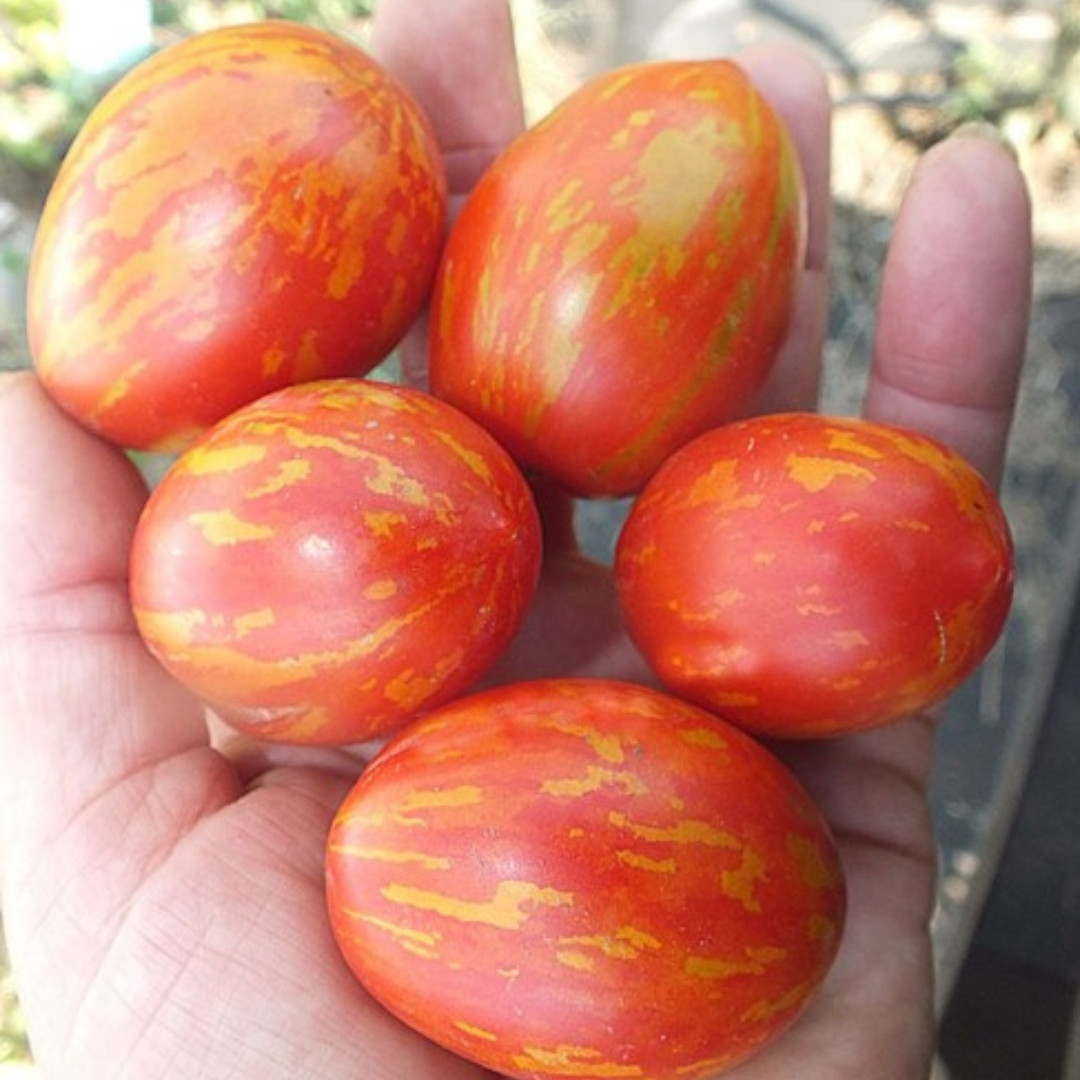 Tomato Seeds Easter Egg - 10