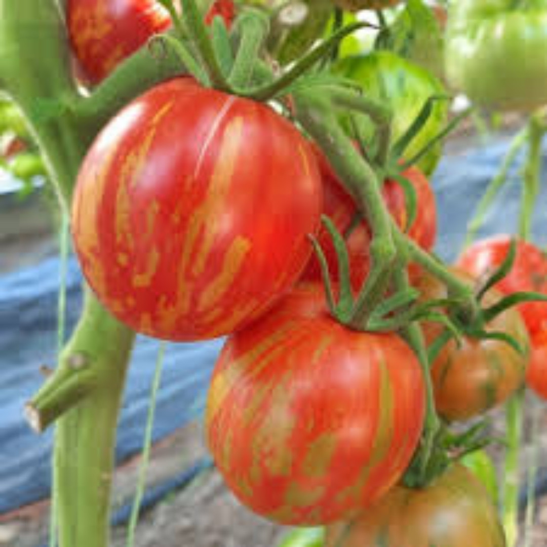 Tomato Seeds Easter Egg - 10