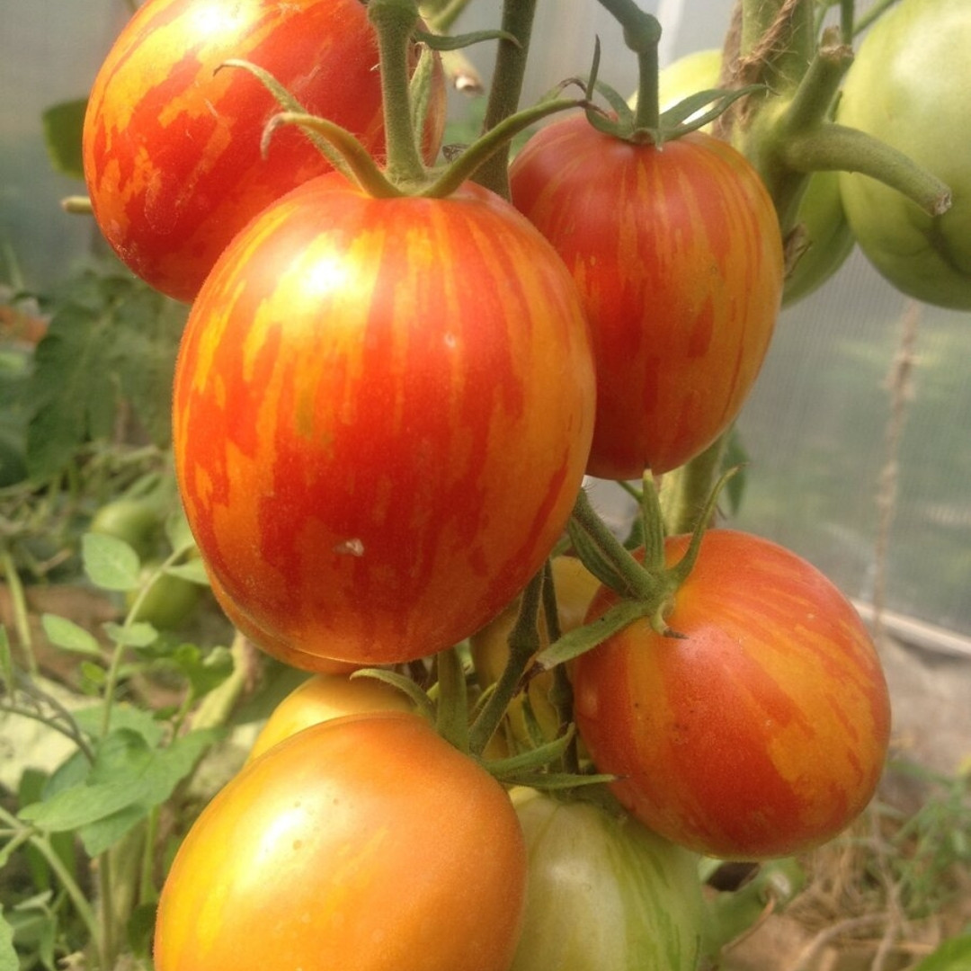 Tomato Seeds Easter Egg - 10