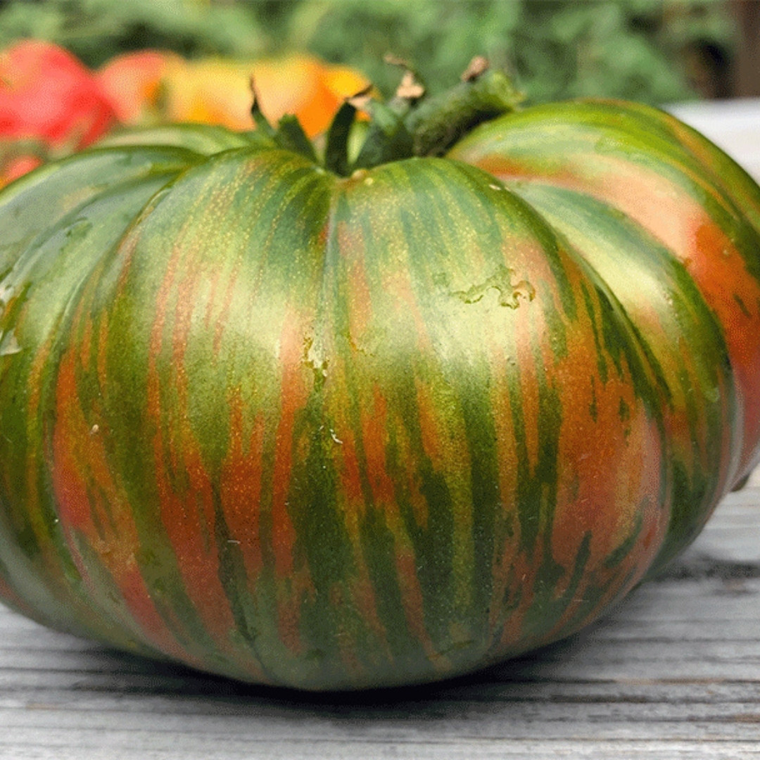 Tomato Seeds Dwarf Peppermint Stripes - 10
