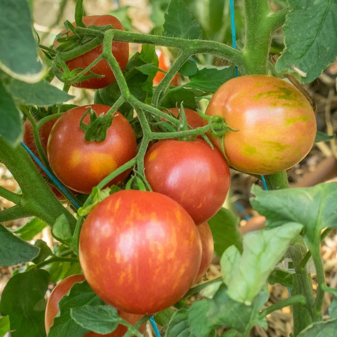 Tomato Seeds Kozula 133 - 10
