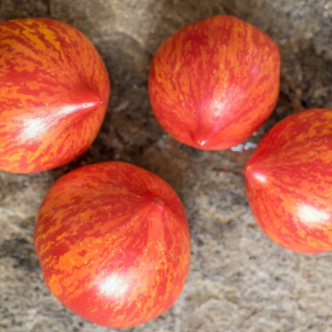 Tomato Seeds Kozula 133 - 10
