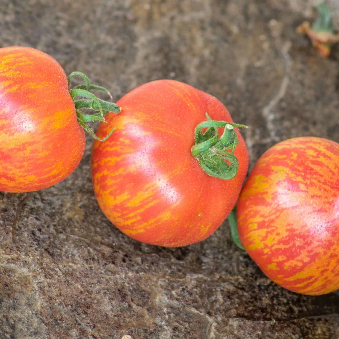 Tomato Seeds Kozula 133 - 10