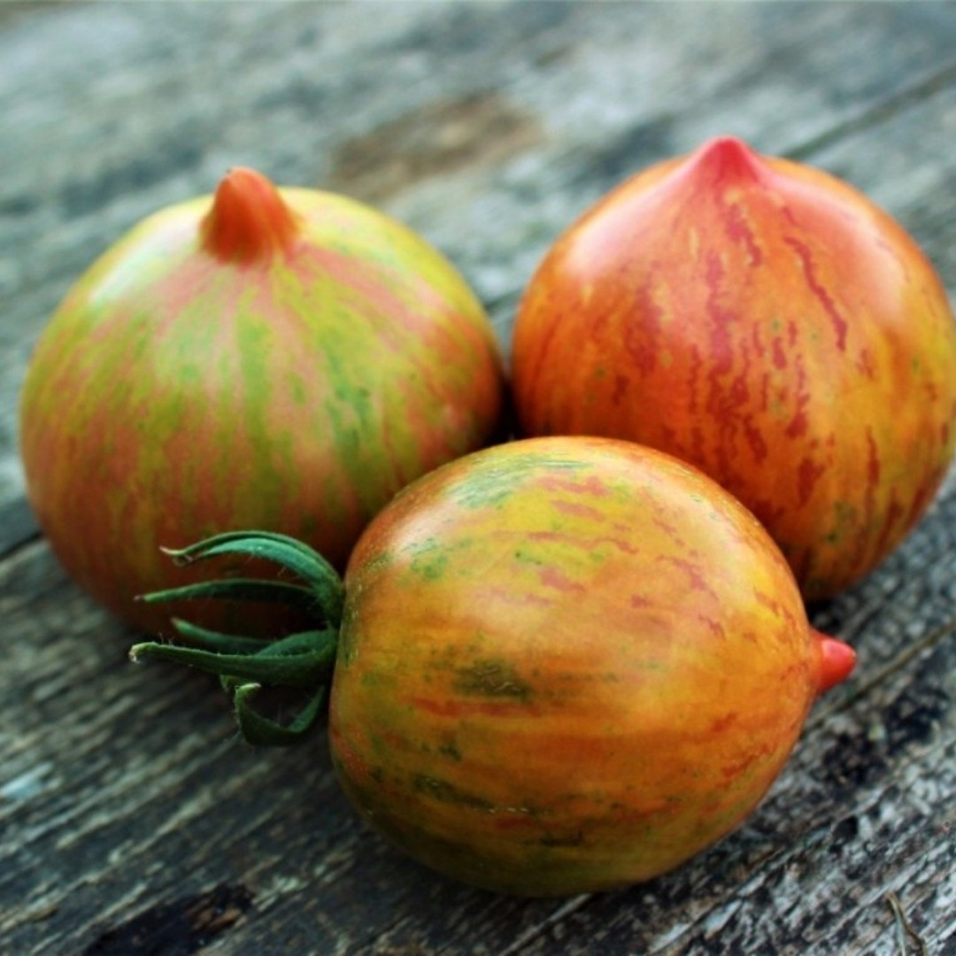 Tomato Seeds Kozula 133 - 10