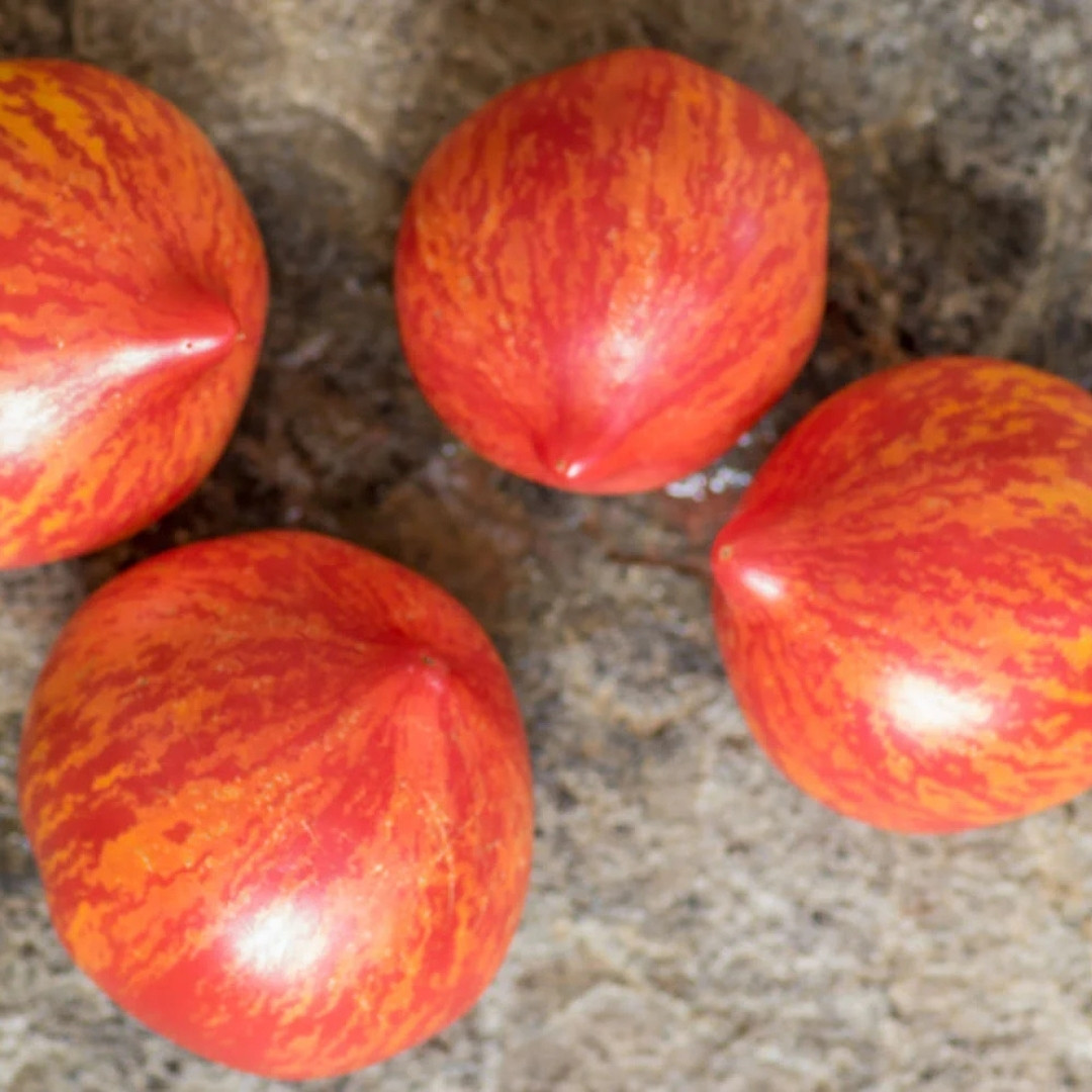 Tomato Seeds Kozula 133 - 10