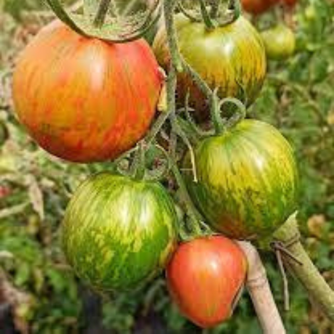 Tomato Seeds Kozula 133 - 10