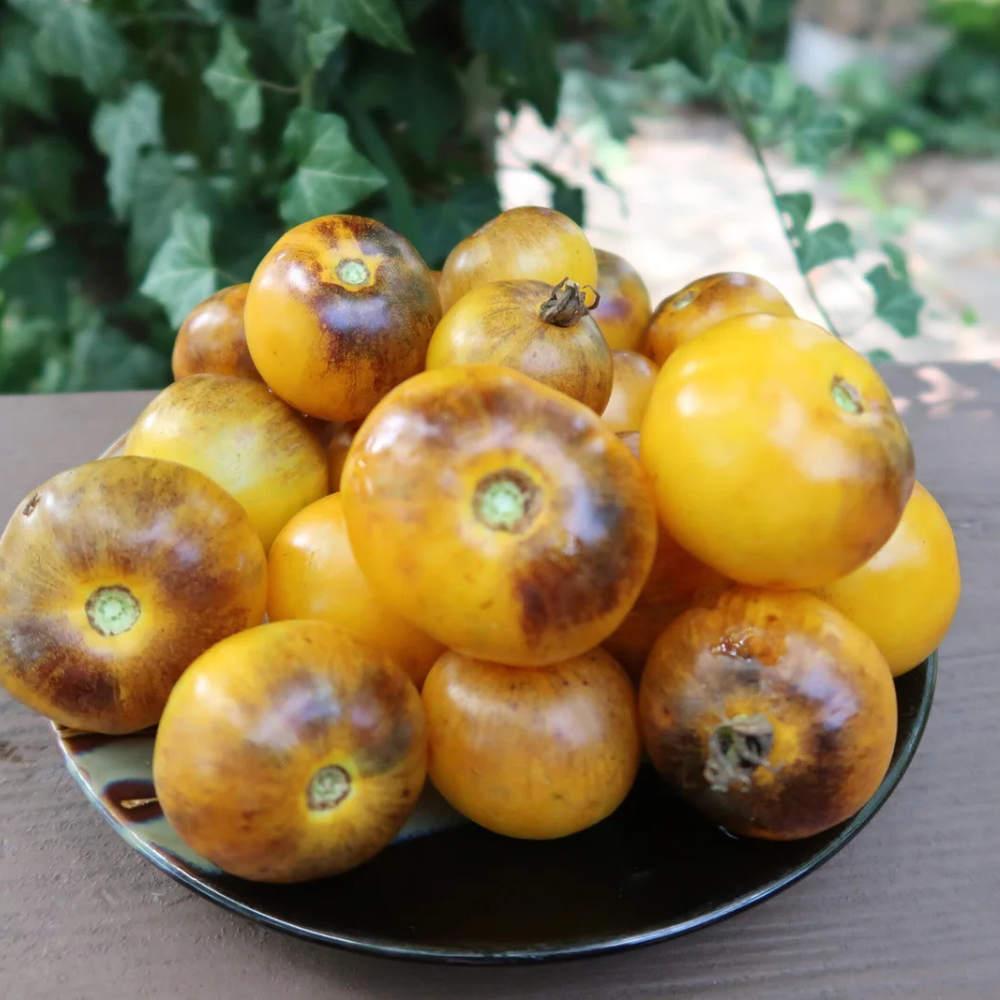 Tomato seeds Primary colors - 10