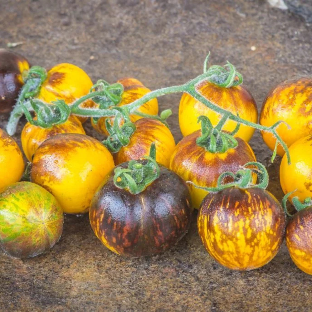Tomato seeds Primary colors - 10