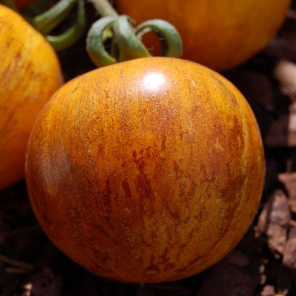 Tomato seeds Primary colors - 10