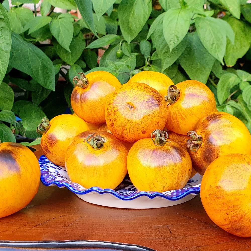 Tomato seeds Primary colors - 10