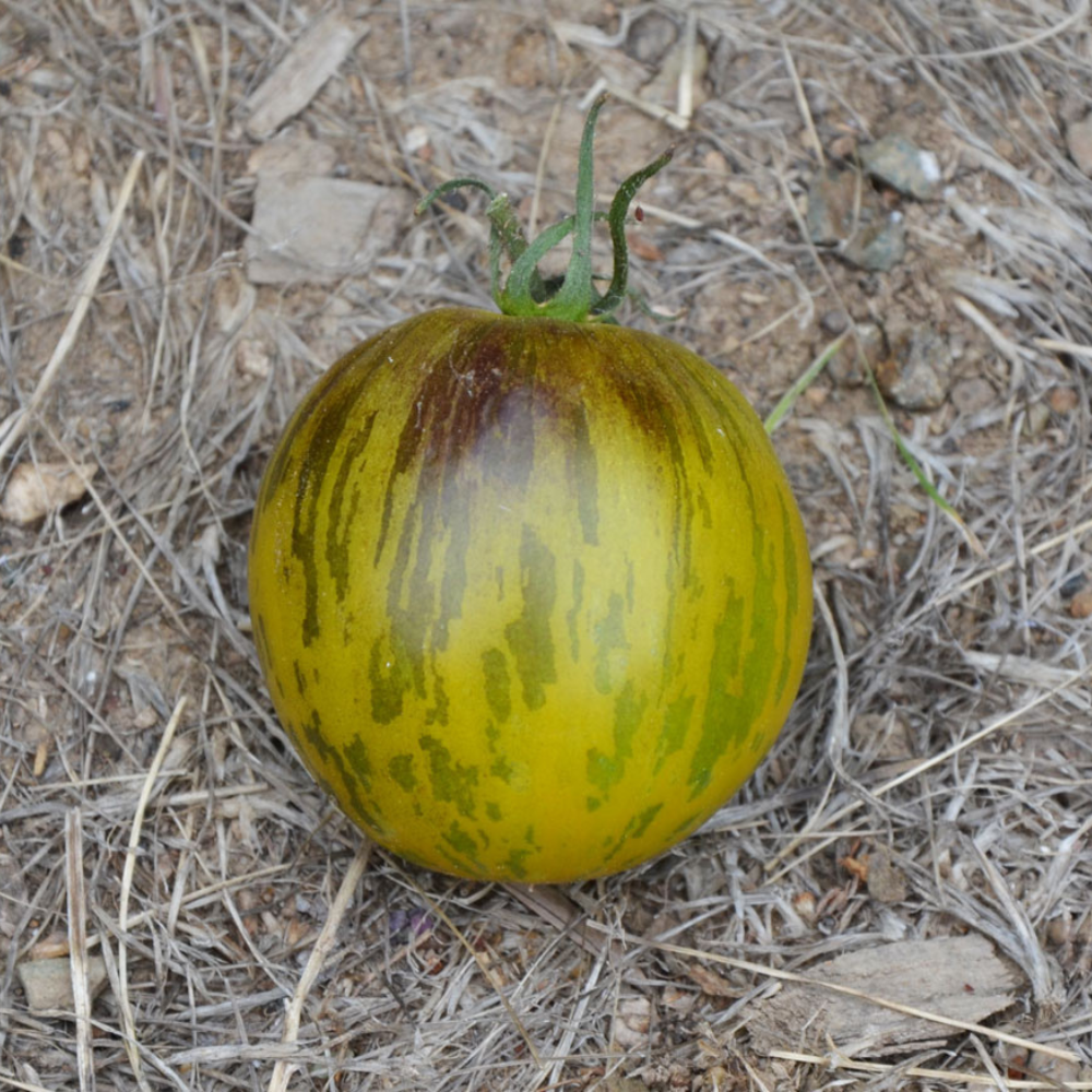 Tomato seeds Primary colors - 10