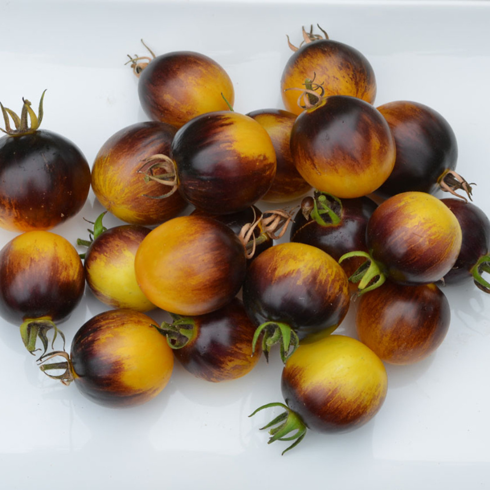 Tomato seeds Primary colors - 10