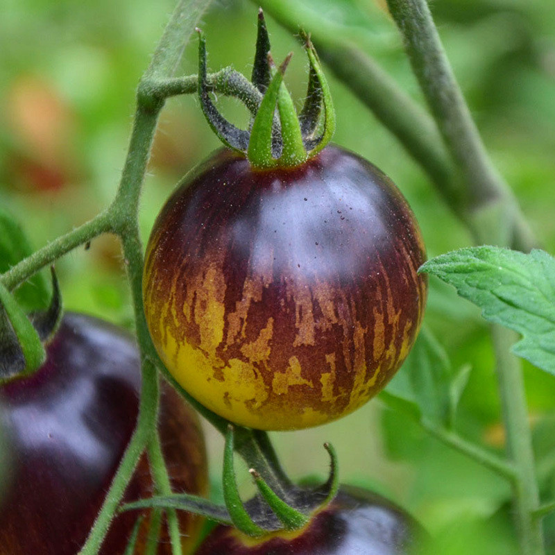 Tomato seeds Primary colors - 10
