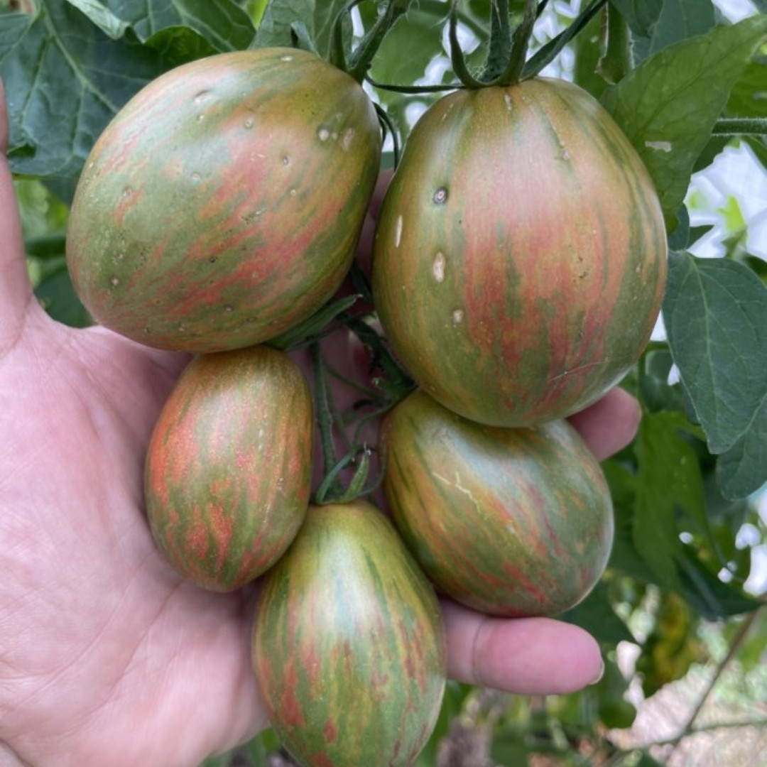 Tomato Seeds Kozula 132 - 10