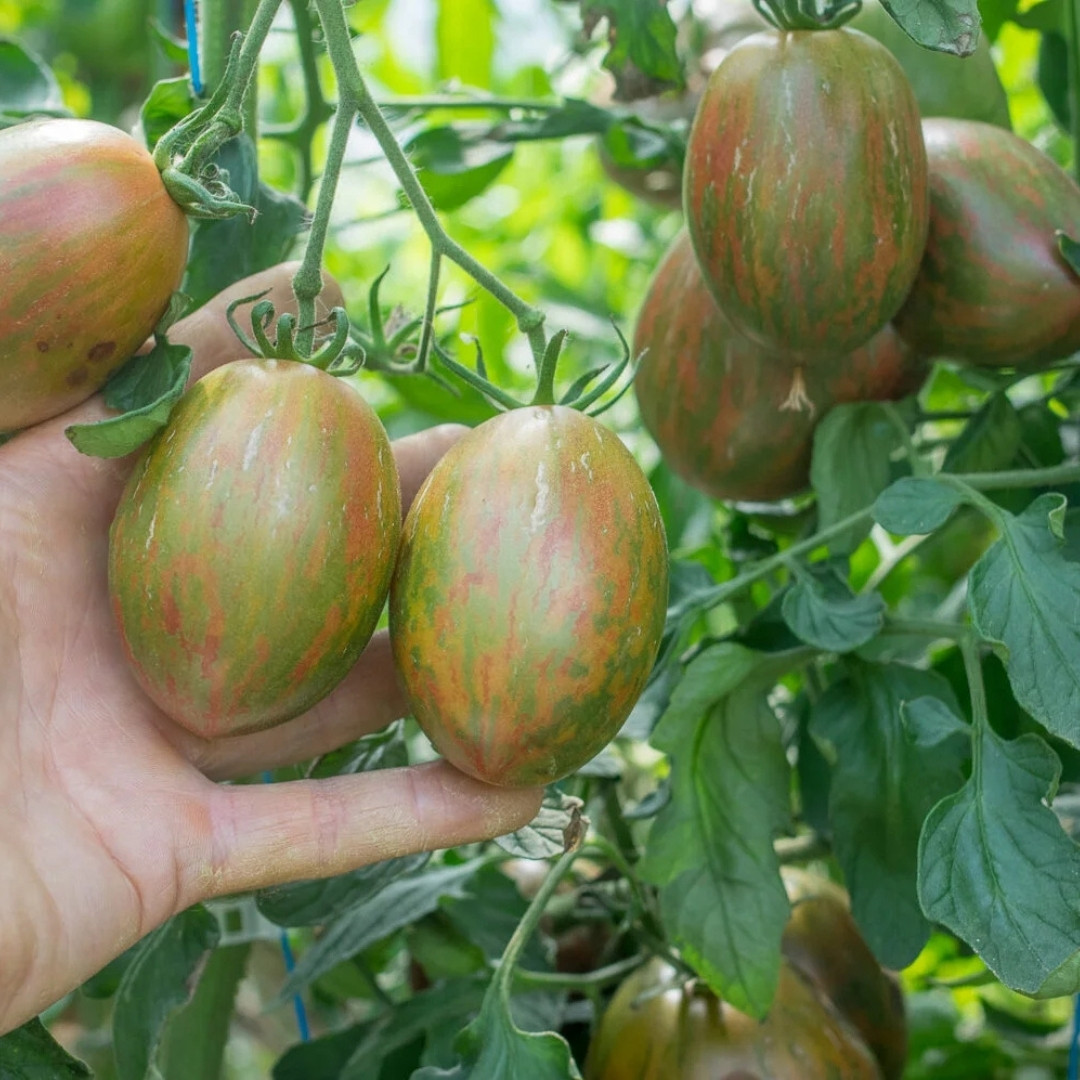 Tomato Seeds Kozula 132 - 10
