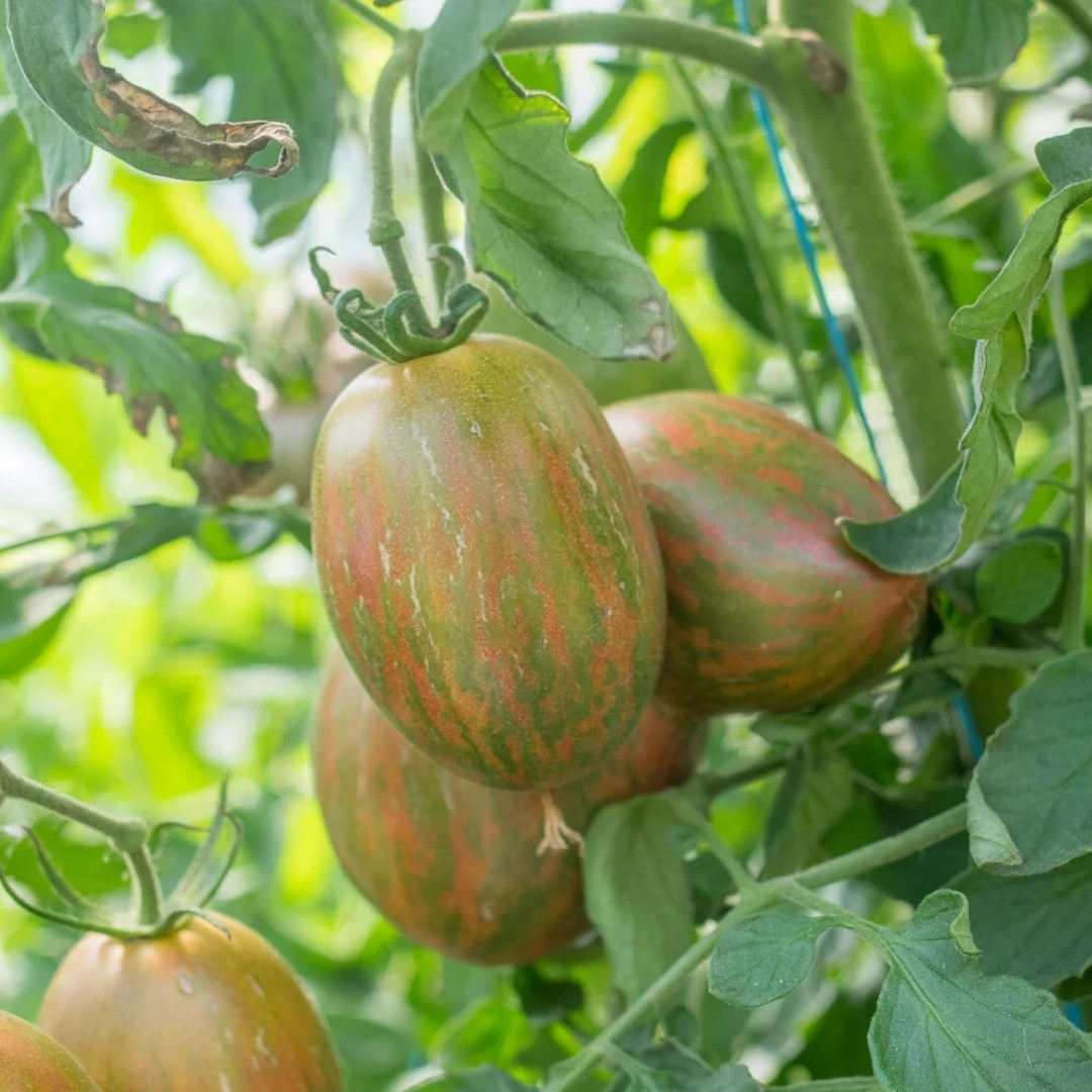 Tomato Seeds Kozula 132 - 10