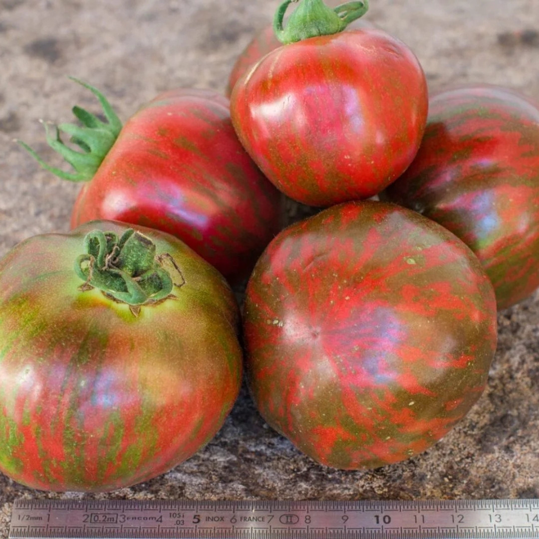 Tomato Seeds Sailor’s Luck - 10