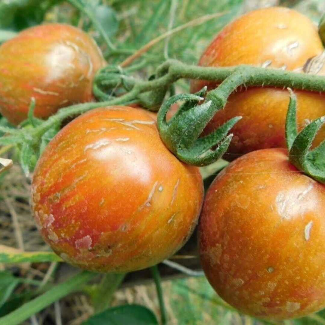 Tomato Seeds Sailor’s Luck - 10
