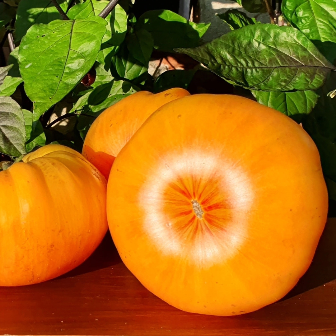 Tomato Seeds Kozula 136 (Yellow Zebra) - 10