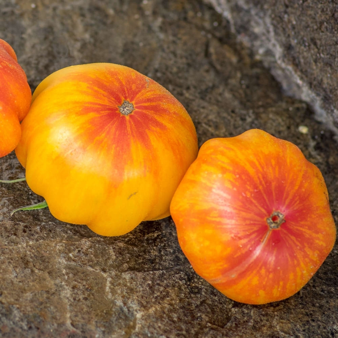 Tomato Seeds Kozula 136 (Yellow Zebra) - 10