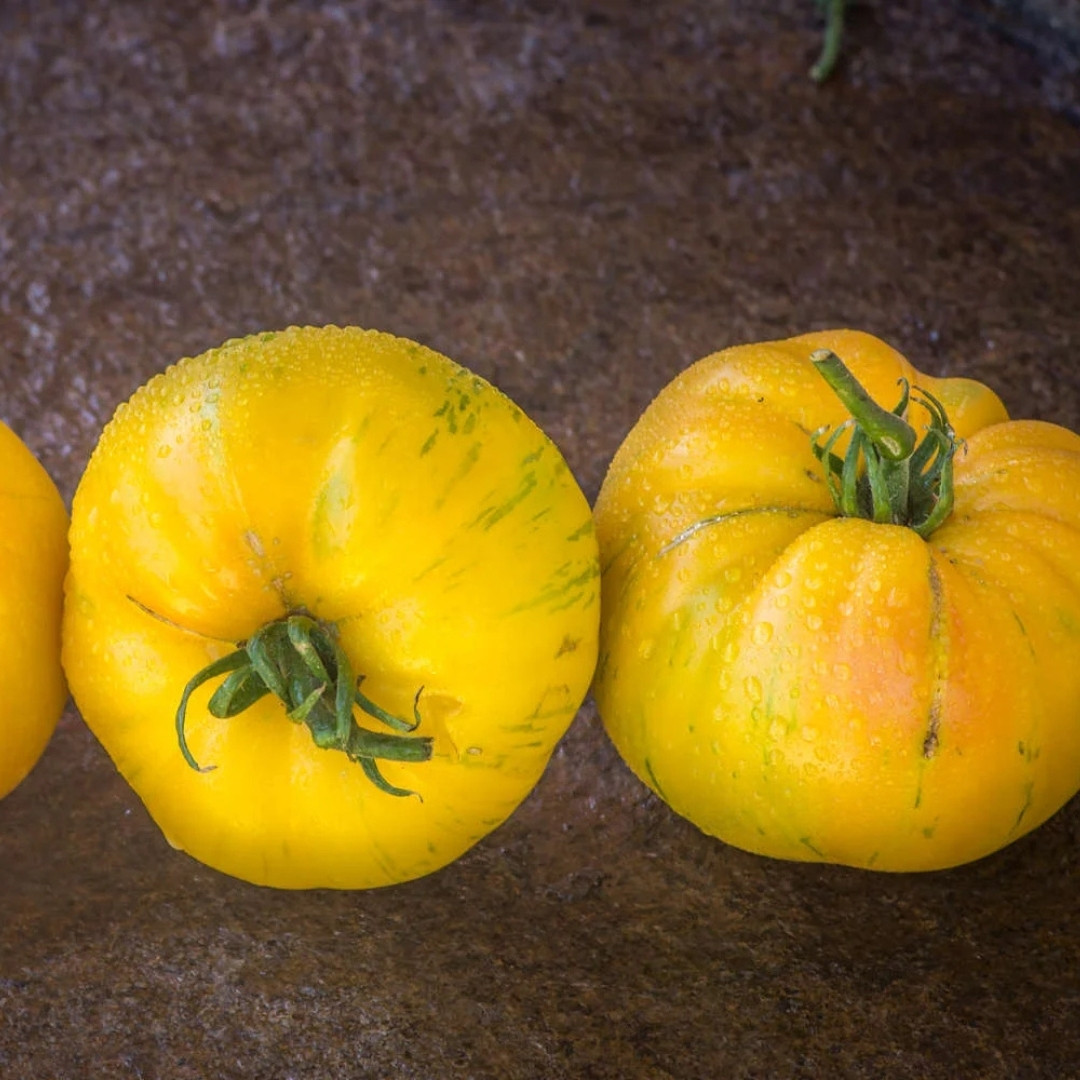 Tomato Seeds Kozula 136 (Yellow Zebra) - 10