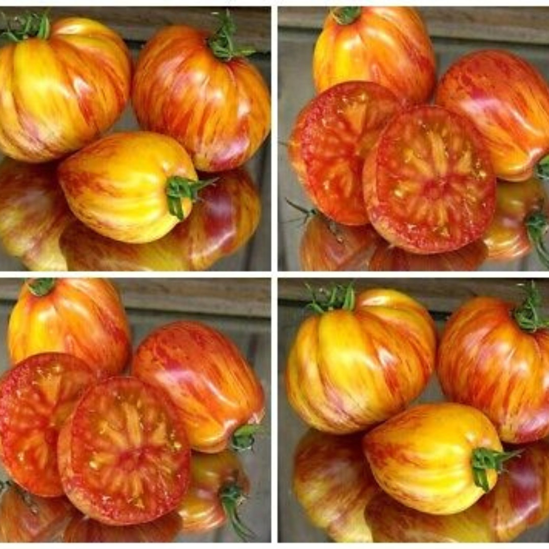Tomato Seeds Kozula 136 (Yellow Zebra) - 10