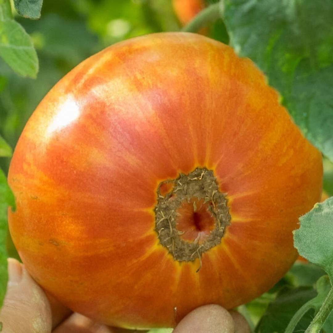 Tomato Seeds Kozula 136 (Yellow Zebra) - 10