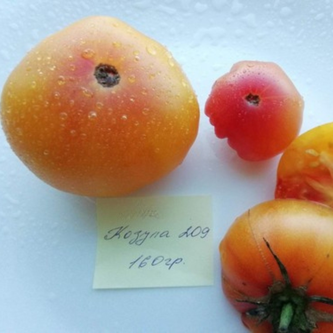 Tomato Seeds Kozula 209 - 10