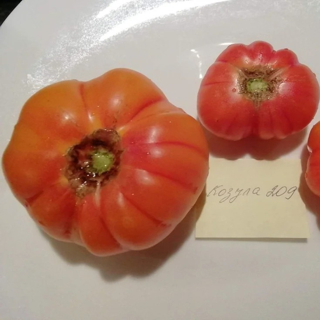 Tomato Seeds Kozula 209 - 10